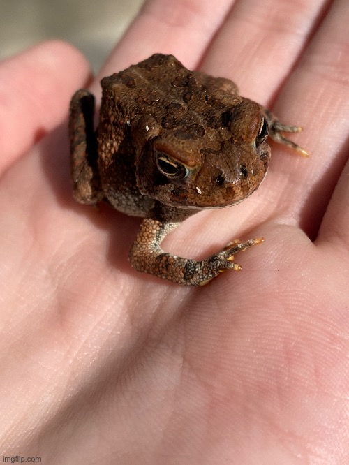 A cute little southern toad | image tagged in toad,amphibian,nature | made w/ Imgflip meme maker