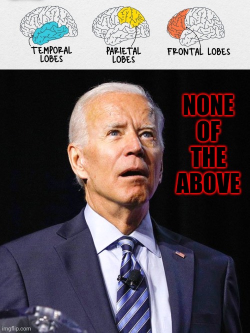 Don't blame me, I voted for Trump! | NONE OF THE ABOVE | image tagged in brain models,joe biden,memes,none of the above | made w/ Imgflip meme maker