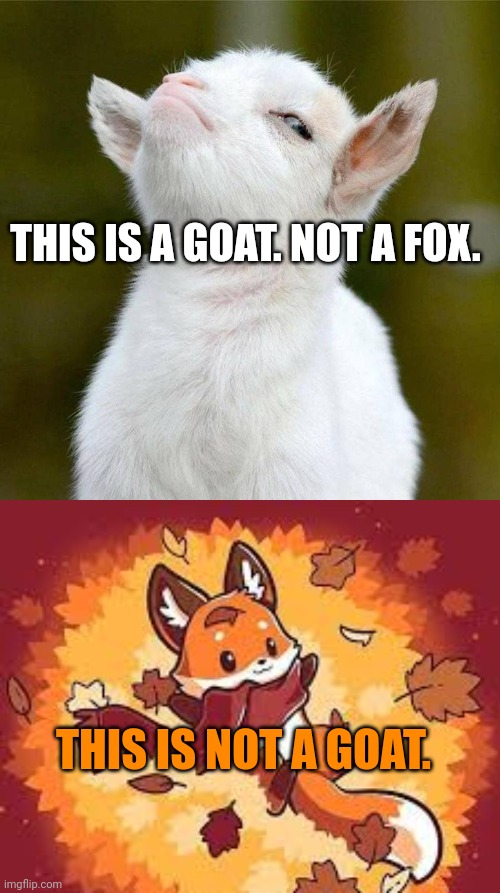 Important Goat Facts | THIS IS A GOAT. NOT A FOX. THIS IS NOT A GOAT. | image tagged in smug goat,goat,facts | made w/ Imgflip meme maker