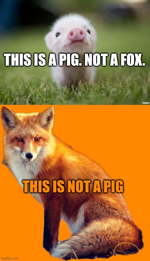 Important pig facts | THIS IS A PIG. NOT A FOX. THIS IS NOT A PIG | image tagged in piglet,pig,facts | made w/ Imgflip meme maker