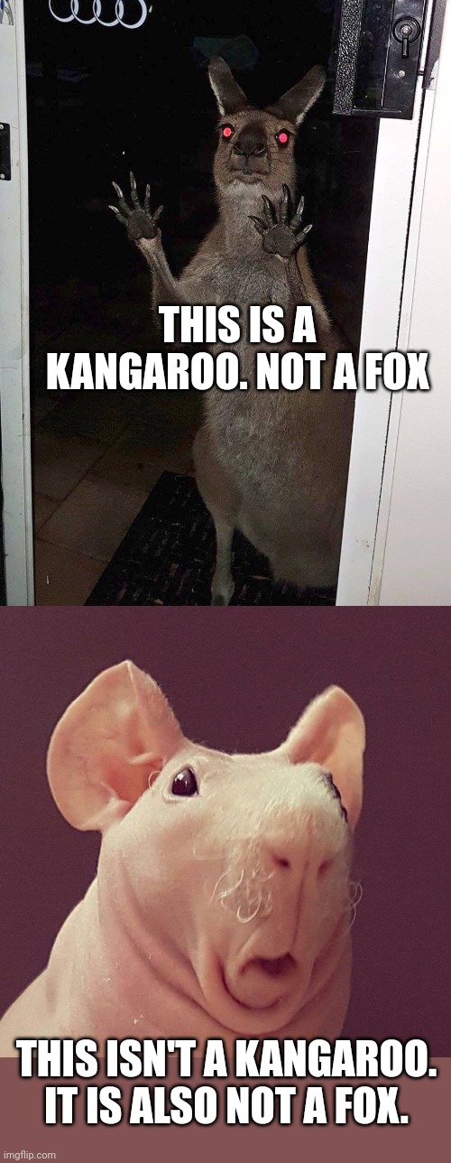 Important kangaroo facts | THIS IS A KANGAROO. NOT A FOX; THIS ISN'T A KANGAROO. IT IS ALSO NOT A FOX. | image tagged in kangaroo,surprised bald rat,important,facts | made w/ Imgflip meme maker