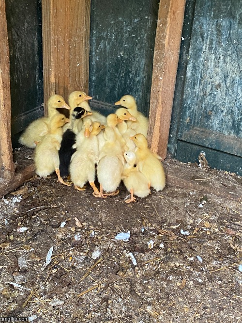 Some baby ducks that my grandpa hatched with an incubator | image tagged in ducks | made w/ Imgflip meme maker