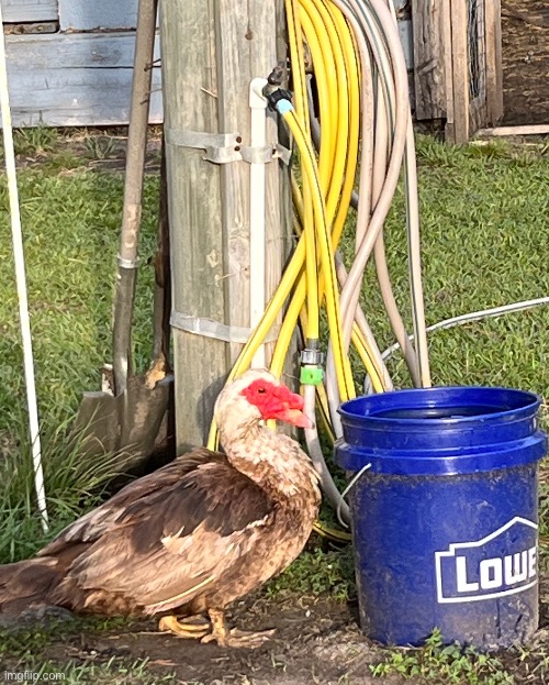 Duck by the water and hose | made w/ Imgflip meme maker