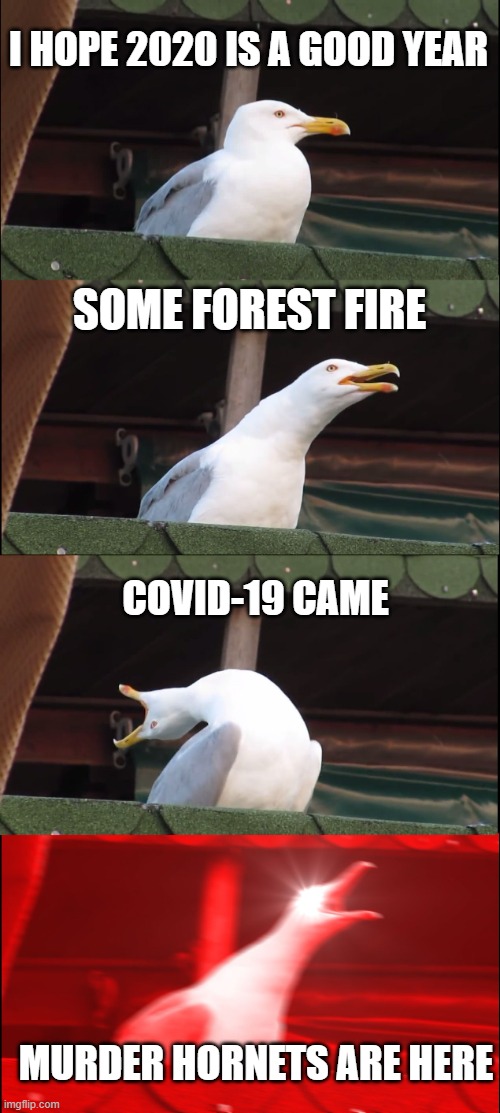 2020 be like | I HOPE 2020 IS A GOOD YEAR; SOME FOREST FIRE; COVID-19 CAME; MURDER HORNETS ARE HERE | image tagged in memes,inhaling seagull | made w/ Imgflip meme maker