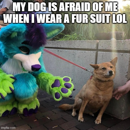 lol | MY DOG IS AFRAID OF ME WHEN I WEAR A FUR SUIT LOL | image tagged in dog afraid of me in fursuit | made w/ Imgflip meme maker