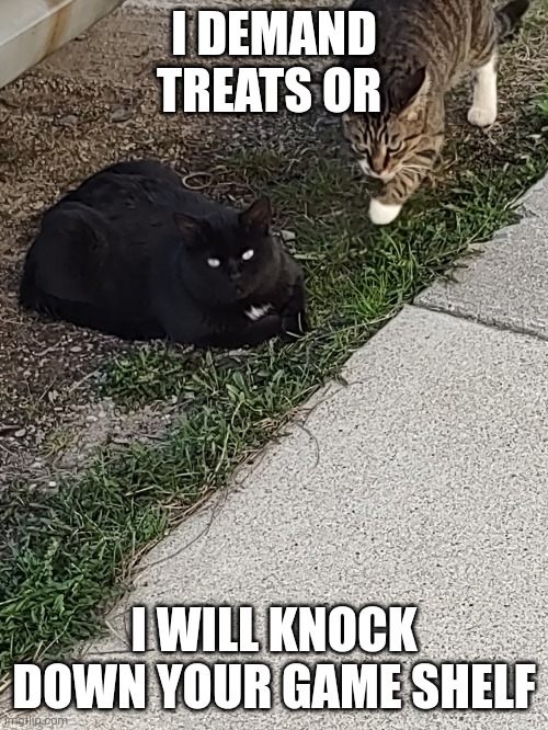 Kitty fay | I DEMAND TREATS OR; I WILL KNOCK DOWN YOUR GAME SHELF | image tagged in fat cat,funny cat memes | made w/ Imgflip meme maker