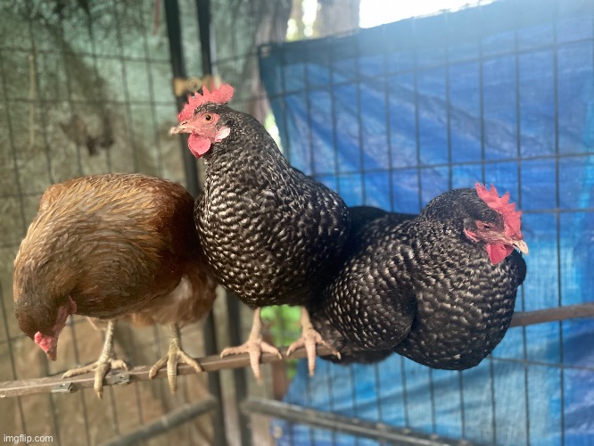 Here’s my chickens all in one photo | image tagged in chicken,photography,photos,hens | made w/ Imgflip meme maker