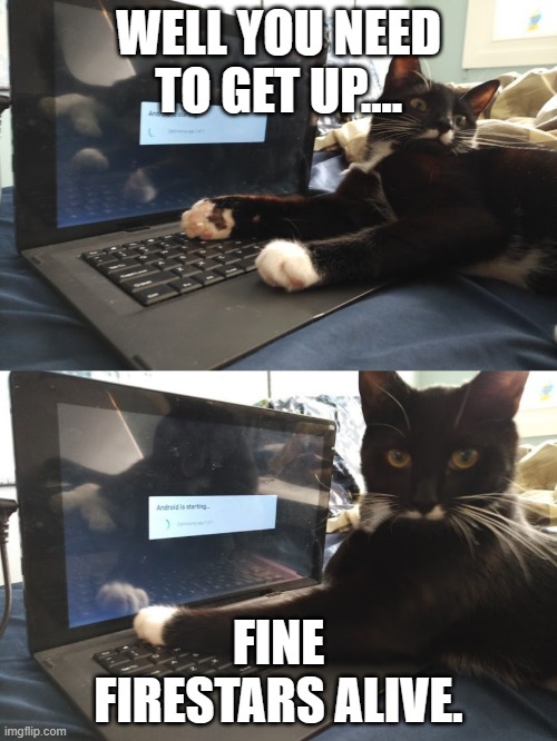 Keyboard Warrior Cat | WELL YOU NEED TO GET UP.... FINE FIRESTARS ALIVE. | image tagged in keyboard warrior cat | made w/ Imgflip meme maker