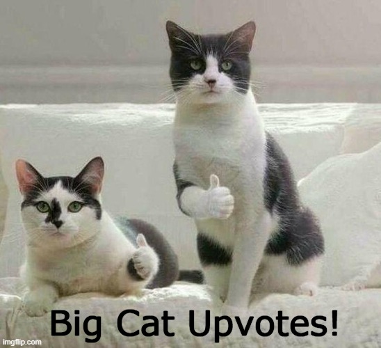 Big Cat Upvotes! | made w/ Imgflip meme maker