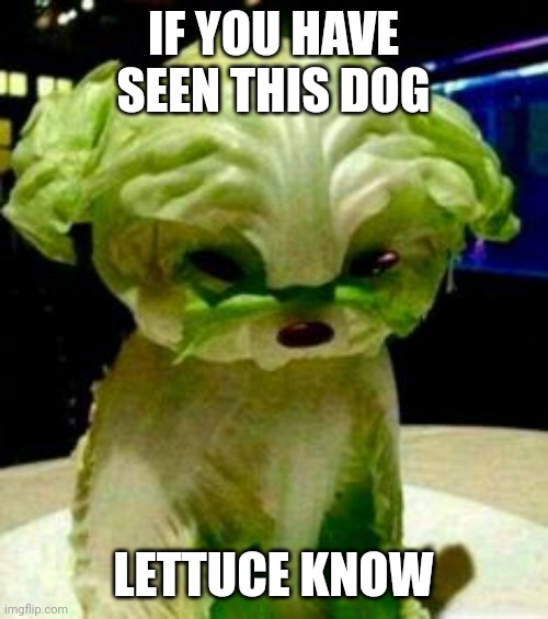 Lettuce dog | IF YOU HAVE SEEN THIS DOG; LETTUCE KNOW | image tagged in memes | made w/ Imgflip meme maker