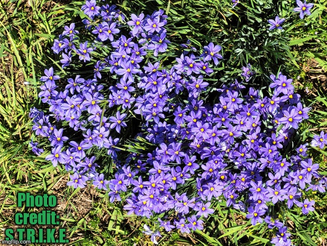 A cute bunch of flowers I found at lake ray Roberts!! More will come tomorrow! | Photo credit: S.T.R.I.K.E. | made w/ Imgflip meme maker