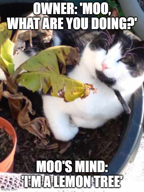 Moo Lemon Tree | OWNER: 'MOO, WHAT ARE YOU DOING?'; MOO'S MIND: 'I'M A LEMON TREE' | image tagged in funny cats | made w/ Imgflip meme maker