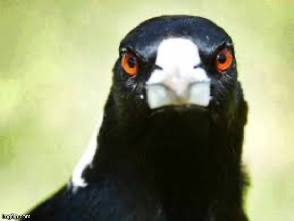 Aussie Magpie | image tagged in aussie magpie | made w/ Imgflip meme maker