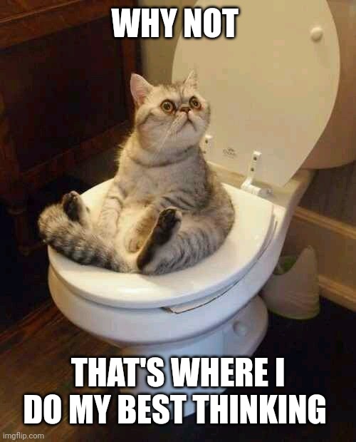 Toilet cat | WHY NOT THAT'S WHERE I DO MY BEST THINKING | image tagged in toilet cat | made w/ Imgflip meme maker