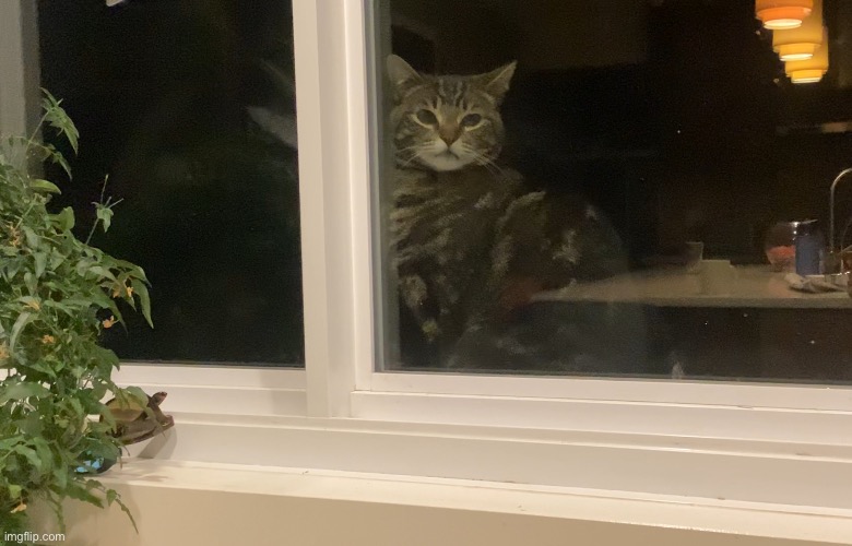 Me being locked out at 3am be like (this is my irl cat btw-will draw an anime version later) | made w/ Imgflip meme maker