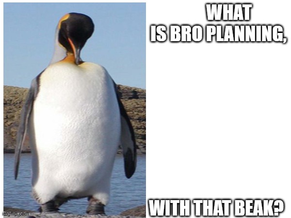 WATCH OUT! | WHAT IS BRO PLANNING, WITH THAT BEAK? | image tagged in penguin,tall | made w/ Imgflip meme maker