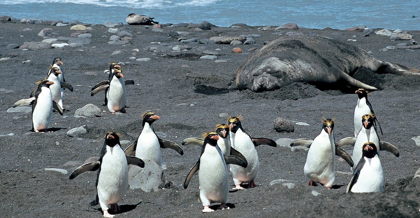 High Quality macaroni penguins Blank Meme Template