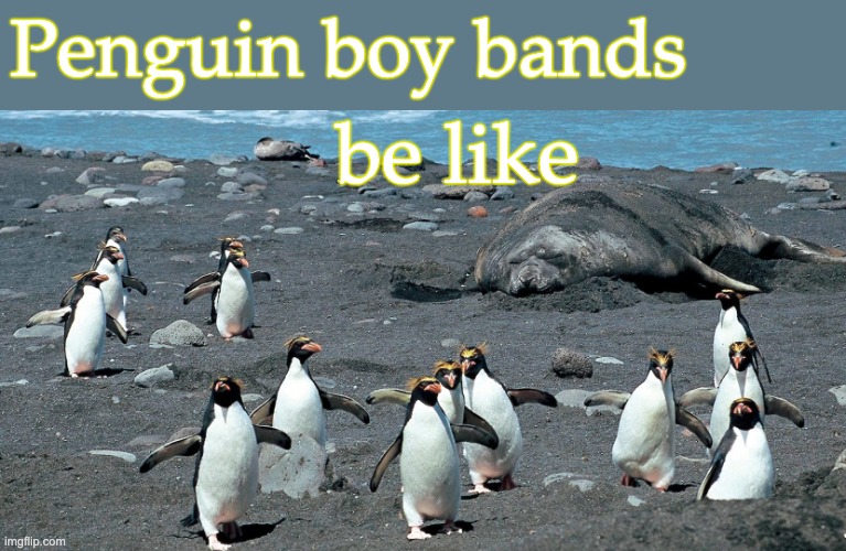 Always, always dance-off time | Penguin boy bands; be like | image tagged in macaroni penguins,dancers,boy bands,idol,penguins | made w/ Imgflip meme maker