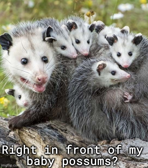 right in front of my baby possums? | Right in front of my
baby possums? | image tagged in right in front of my | made w/ Imgflip meme maker