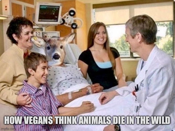 How vegans think animals die in the wild | HOW VEGANS THINK ANIMALS DIE IN THE WILD | image tagged in vegans,vegan,veganism,animal rights,animal memes | made w/ Imgflip meme maker