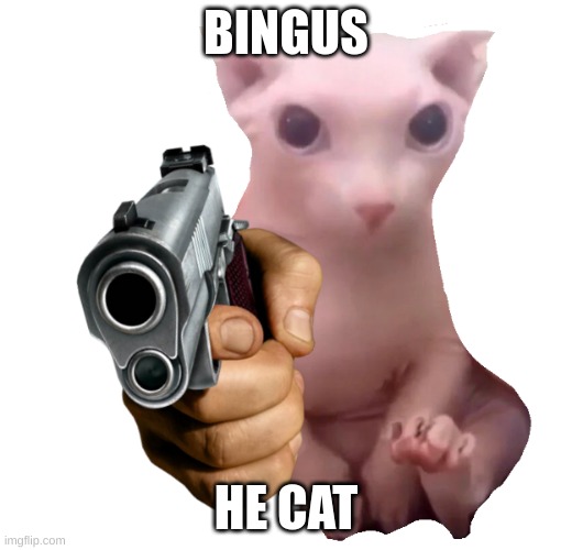 Gun Bingus | BINGUS; HE CAT | image tagged in gun bingus | made w/ Imgflip meme maker