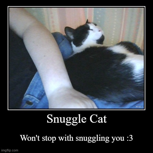 Snuggle Moo | image tagged in funny,demotivationals,cute cat | made w/ Imgflip demotivational maker