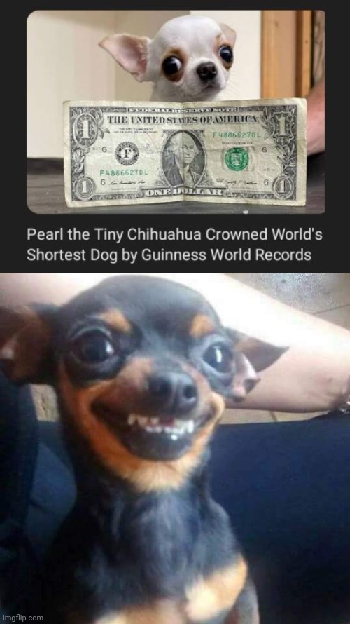 Pearl | image tagged in happy chihuahua,chihuahua,pearl,memes,dogs,dog | made w/ Imgflip meme maker