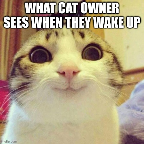 Smiling Cat Meme | WHAT CAT OWNER SEES WHEN THEY WAKE UP | image tagged in memes,smiling cat | made w/ Imgflip meme maker
