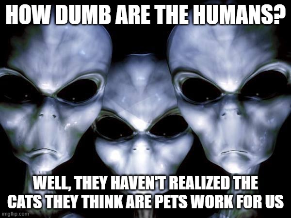 I knew it | HOW DUMB ARE THE HUMANS? WELL, THEY HAVEN'T REALIZED THE CATS THEY THINK ARE PETS WORK FOR US | image tagged in grey aliens,i knew it,cats are evil,humans are dumb,cats are alien spies,never trust a grey | made w/ Imgflip meme maker