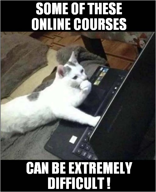 Cat Always On The Computer ! | SOME OF THESE ONLINE COURSES; CAN BE EXTREMELY DIFFICULT ! | image tagged in cats,computer,online,thinking | made w/ Imgflip meme maker