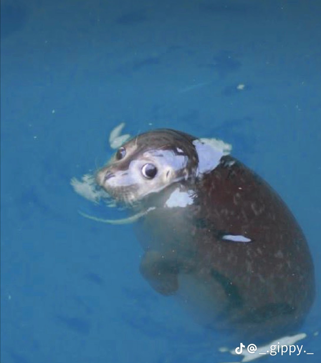 Seal on drugs Blank Meme Template