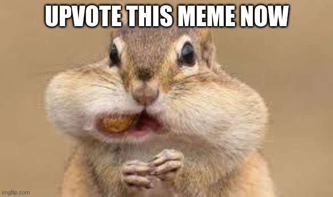 upvote NOW | UPVOTE THIS MEME NOW | image tagged in chipmunk | made w/ Imgflip meme maker