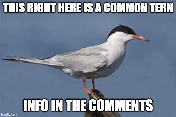 A much longer one if I do say so myself. | THIS RIGHT HERE IS A COMMON TERN; INFO IN THE COMMENTS | image tagged in bird info | made w/ Imgflip meme maker