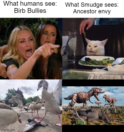 Birbs envy the past | What humans see:
Birb Bullies; What Smudge sees:
Ancestor envy | image tagged in birds,dinosaurs,smudge | made w/ Imgflip meme maker