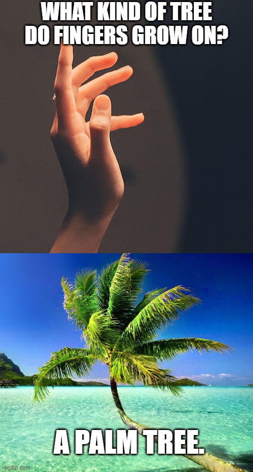 WHAT KIND OF TREE DO FINGERS GROW ON? A PALM TREE. | image tagged in palm tree | made w/ Imgflip meme maker