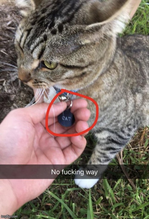 NO FUCKING WAY!??! ITS A CAT?!?!! | image tagged in cat,no fucking way,memes,funny | made w/ Imgflip meme maker