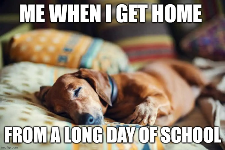 Sleeping dog | ME WHEN I GET HOME; FROM A LONG DAY OF SCHOOL | image tagged in dog,cute | made w/ Imgflip meme maker