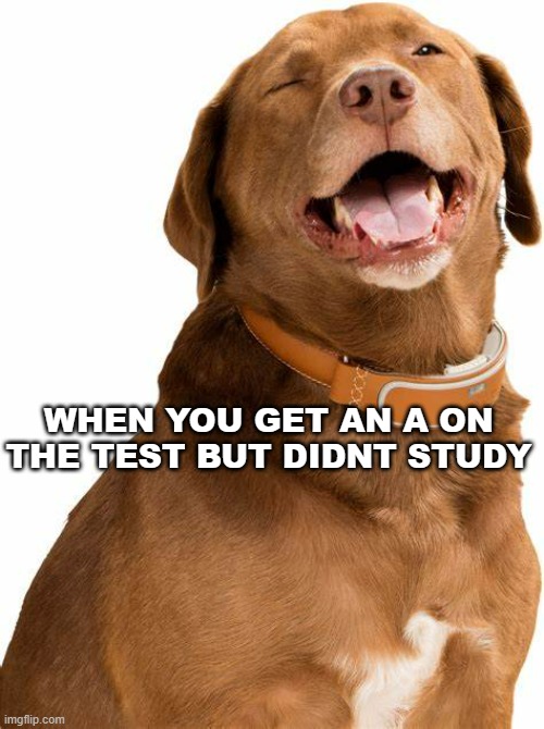 Happy dog | WHEN YOU GET AN A ON THE TEST BUT DIDNT STUDY | image tagged in happydog,meme | made w/ Imgflip meme maker