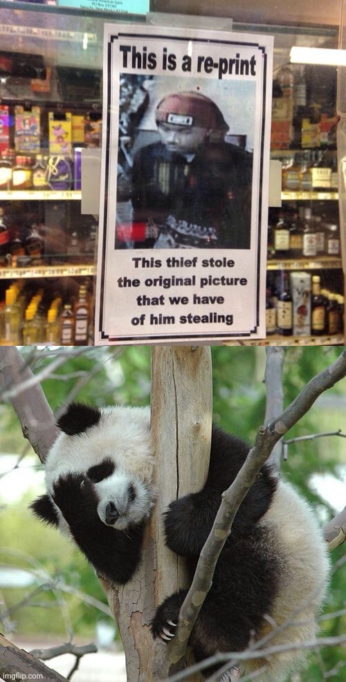 The real one stolen | image tagged in panda facepalm,thief,stolen,picture,memes,signs | made w/ Imgflip meme maker