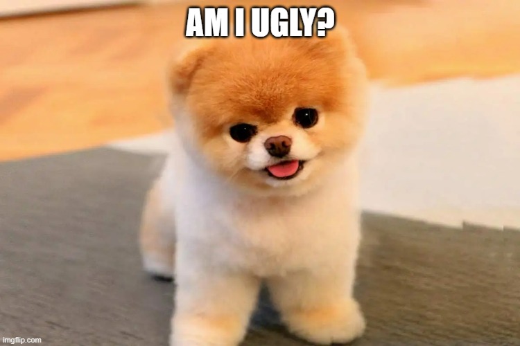 Cute puppy | AM I UGLY? | image tagged in puppy,meme | made w/ Imgflip meme maker