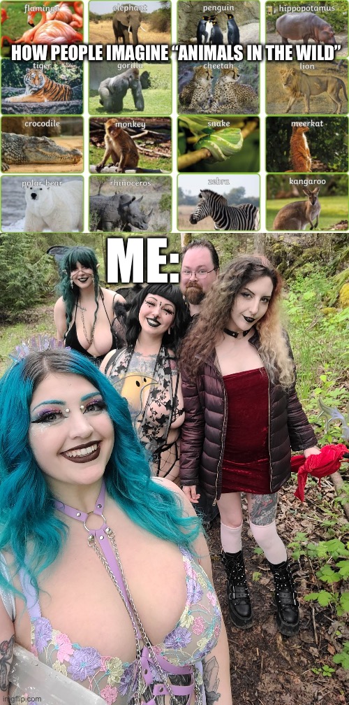 Wild animals | HOW PEOPLE IMAGINE “ANIMALS IN THE WILD”; ME: | image tagged in wild | made w/ Imgflip meme maker