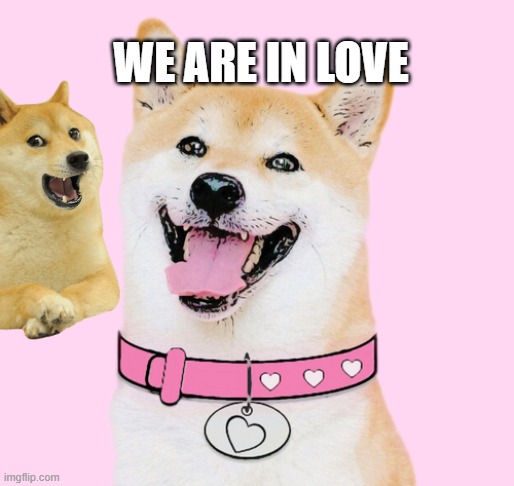 two dogs in love | WE ARE IN LOVE | image tagged in dogegf | made w/ Imgflip meme maker