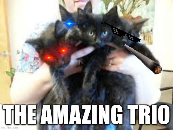 THE AMAZING TRIO | image tagged in cats | made w/ Imgflip meme maker