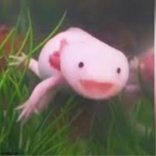 axolotl is happy | image tagged in axolotl is happy | made w/ Imgflip meme maker