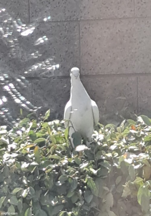 we found a dove | made w/ Imgflip meme maker
