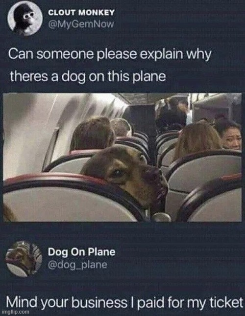 cute dog tho | image tagged in meme,funny,dog | made w/ Imgflip meme maker