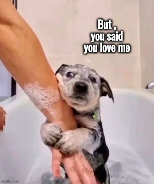 Puppy's First Bath | But , you said you love me | image tagged in no way,please help me,insanity puppy,wet,please stop | made w/ Imgflip meme maker