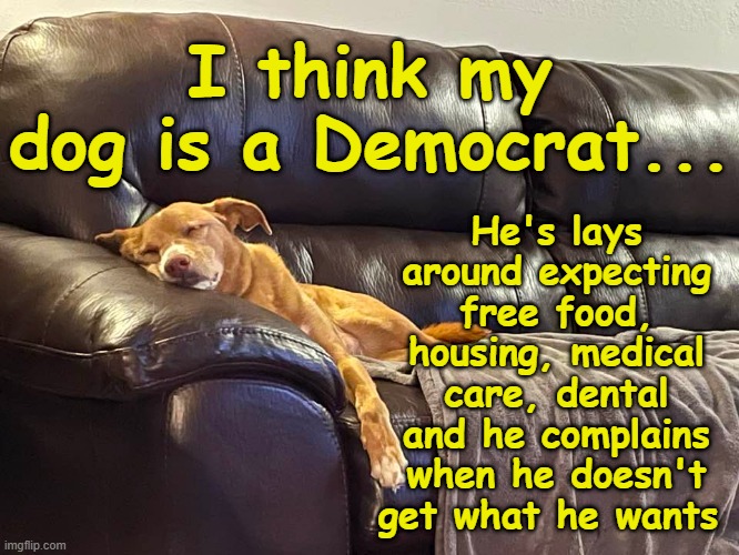 My dog is a Democrat | He's lays around expecting free food, housing, medical care, dental and he complains when he doesn't get what he wants; I think my dog is a Democrat... | image tagged in political meme,democrats,liberals,entitled leftists,liberal lunacy,socialist democrats | made w/ Imgflip meme maker