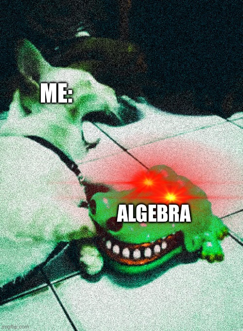 cat vs alligator | ME:; ALGEBRA | image tagged in cat vs alligator | made w/ Imgflip meme maker