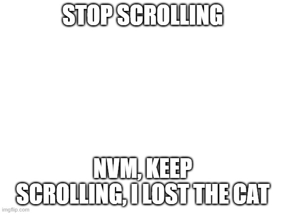 Don't interact with this meme | STOP SCROLLING; NVM, KEEP SCROLLING, I LOST THE CAT | image tagged in blank white template,cat,funny,memes | made w/ Imgflip meme maker